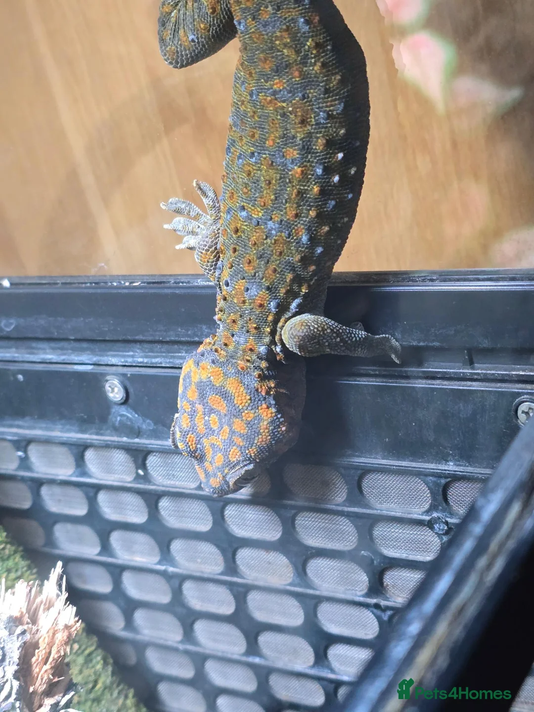 Gecko reptiles for sale: Tokay female  - Advert 3