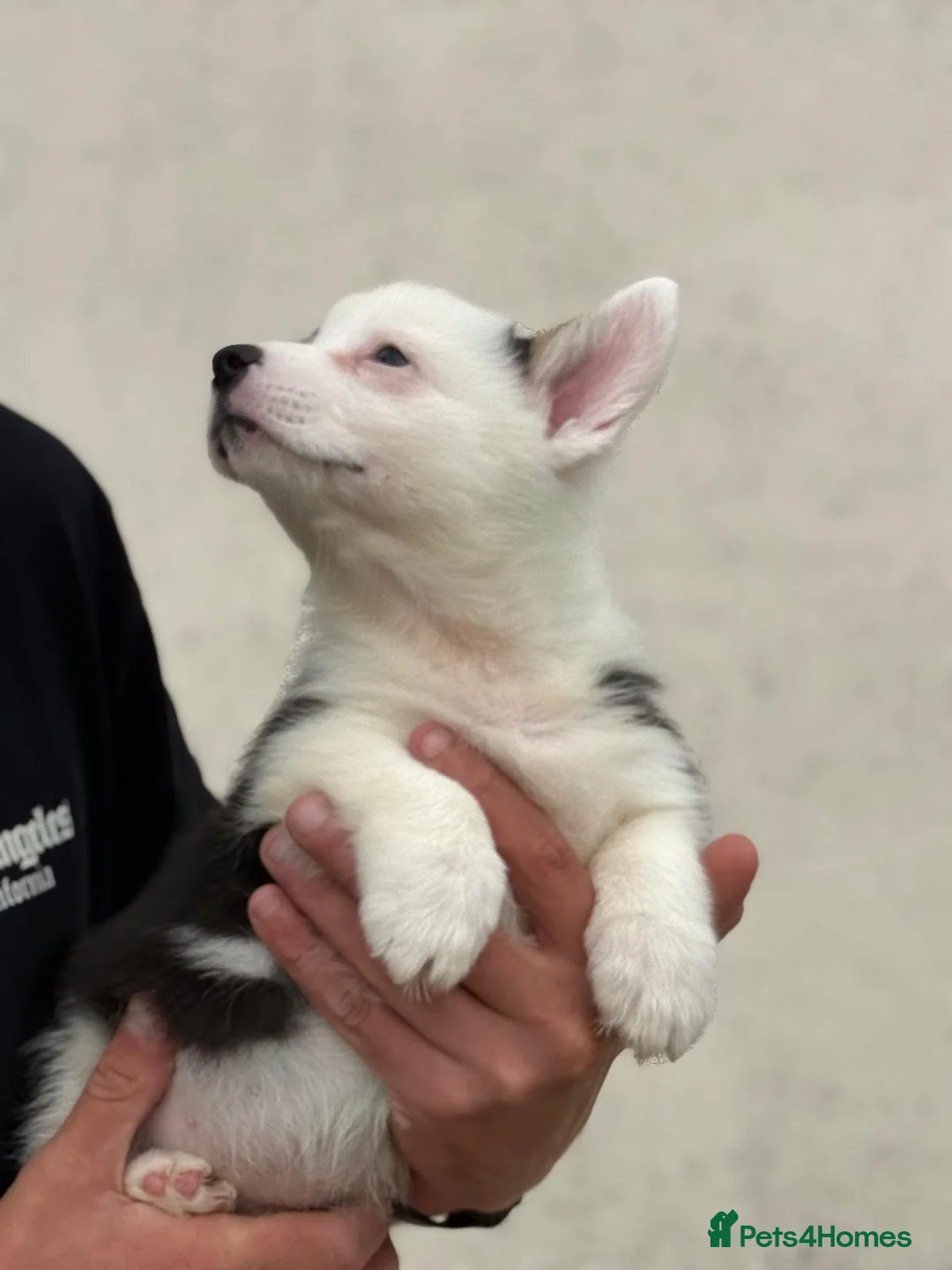 Welsh Corgi Pembroke dogs for sale: Welsh Pembroke Corgi puppies  in Workington - Advert 2