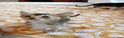 Abyssinian cats for sale: Abyssinian X (Abyssinian X) - Advert 10