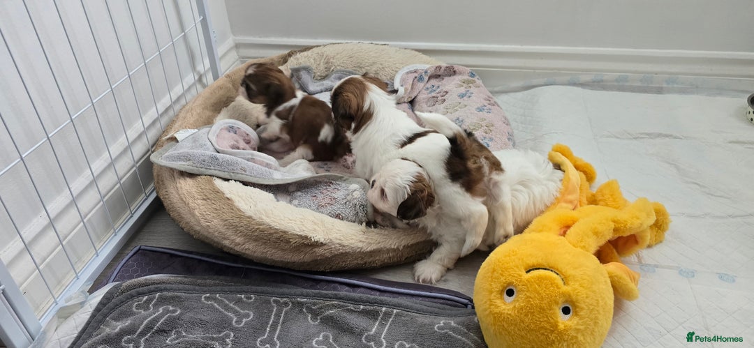 Shih Tzu dogs for sale: Last two puppies from liter 🐶🐶 - Image 19