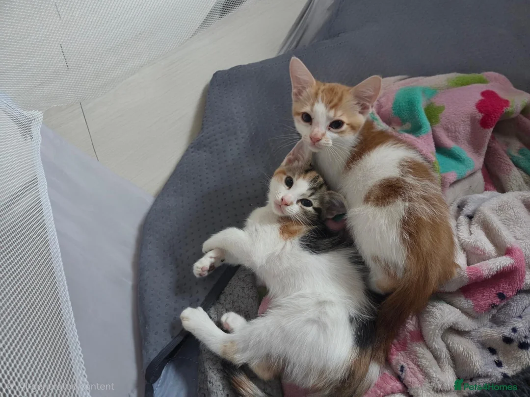 Mixed Breed cats for sale: 7 beautiful kittens  - Advert 10