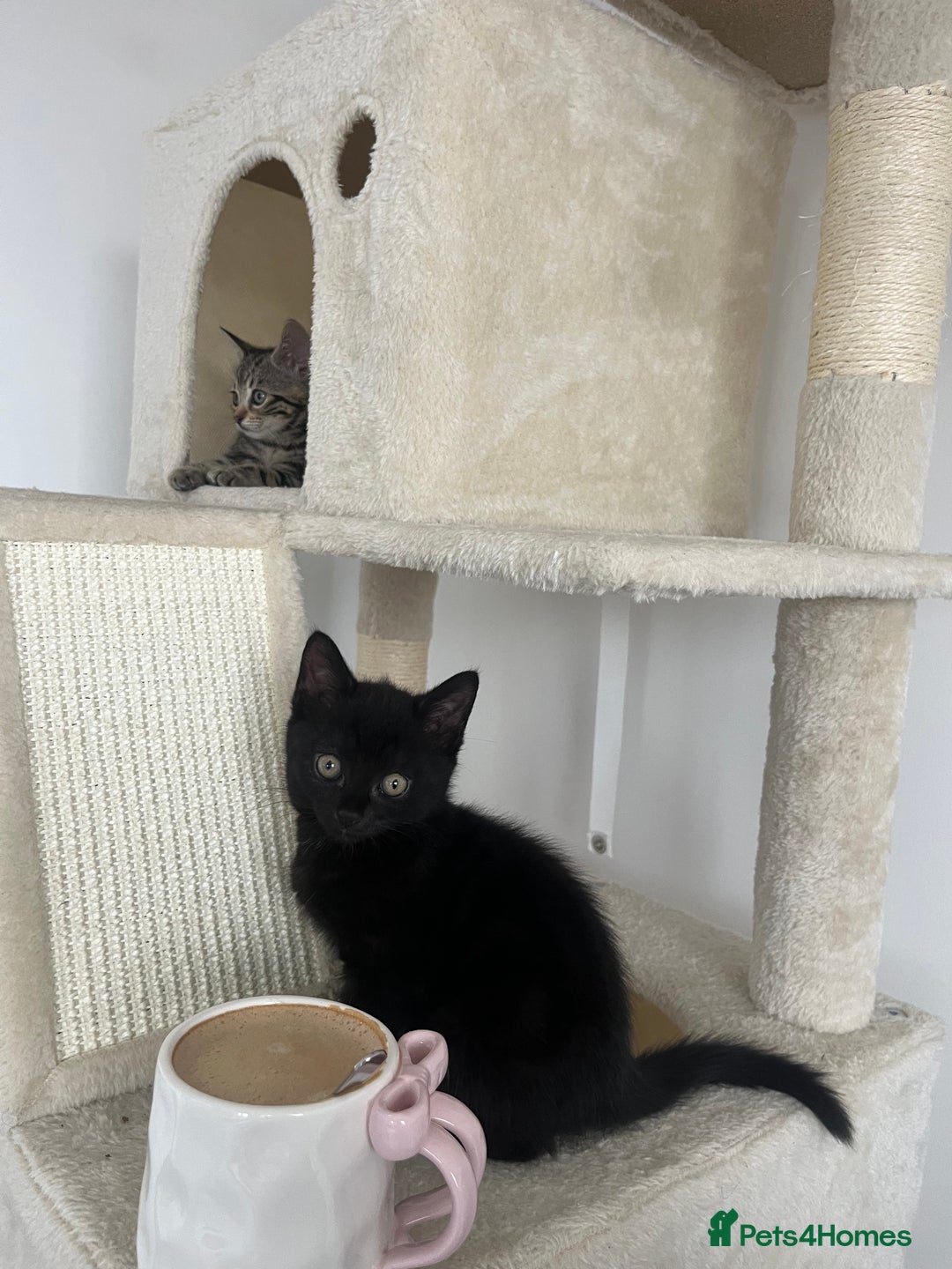 British Shorthair cats for sale: Bonded Sister Kittens for Rehoming - Advert 27