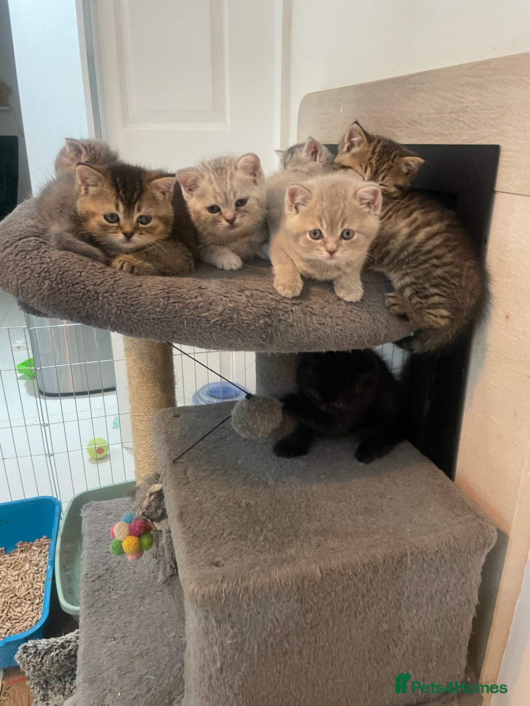 British Shorthair cats for sale: Fabulous, playful and healthy BSH kittens, rare - Image 6