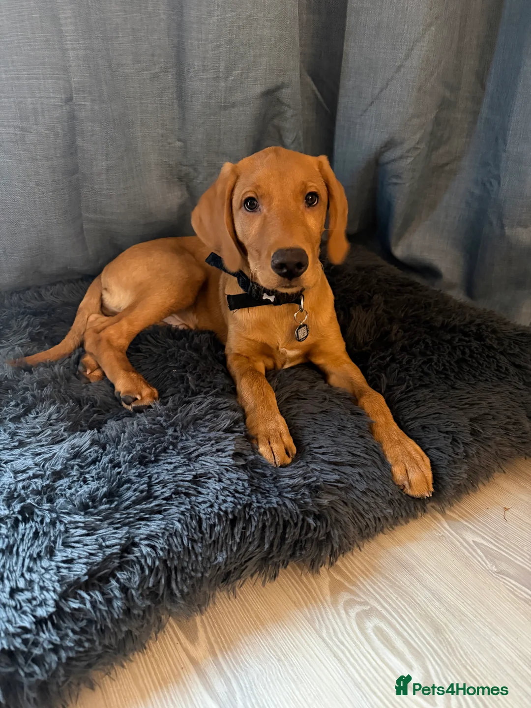 Labrador Retriever dogs for sale: 3.5 months KC Registered male puppy for sell  - Advert 4