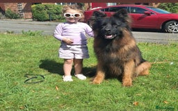 German Shepherd dogs for sale: TOP quality long coat puppies - Image 10