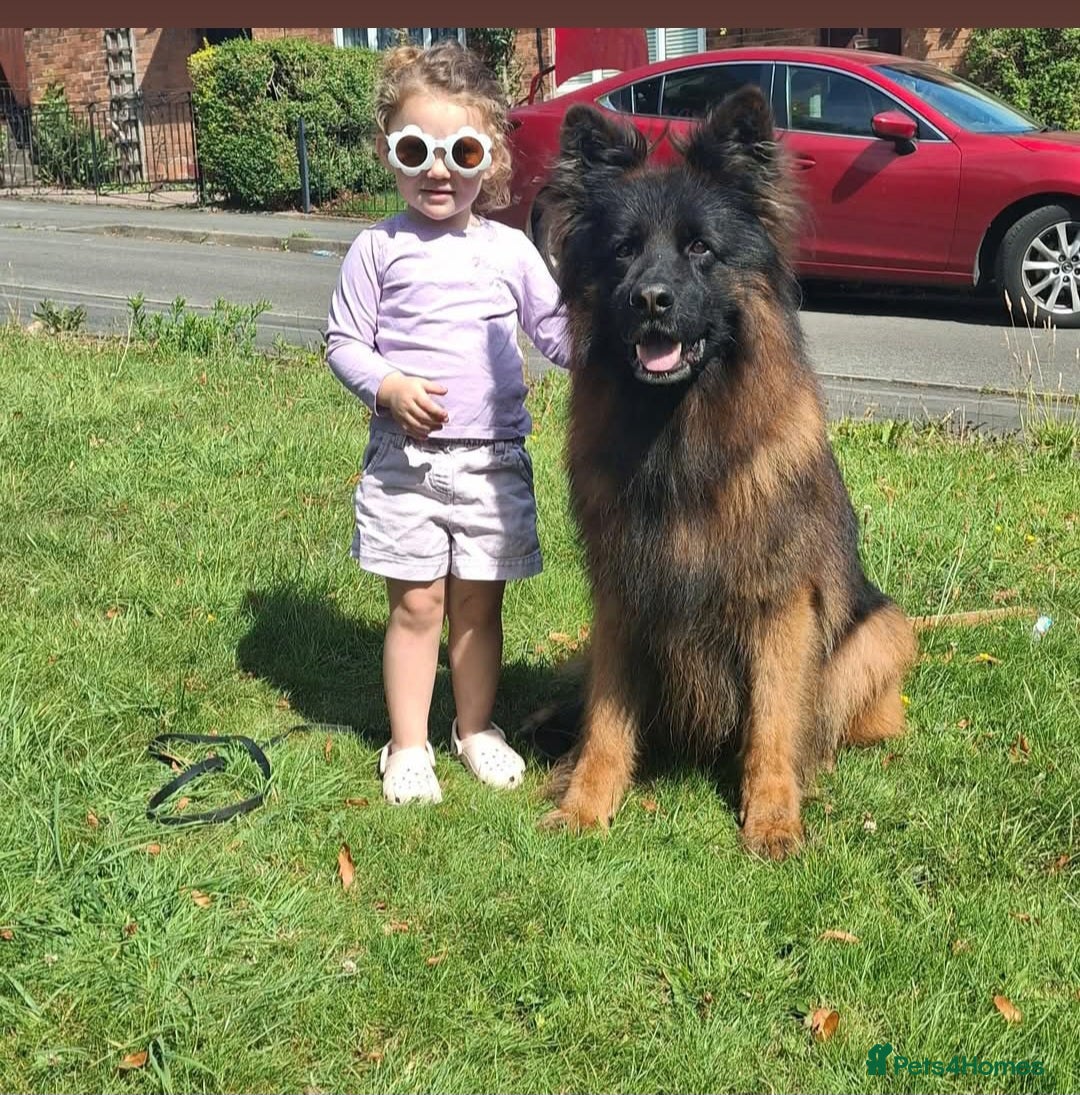 German Shepherd dogs for sale: TOP quality long coat puppies - Image 10