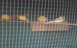 Finches birds for sale: Finch and Canaries - Image 4