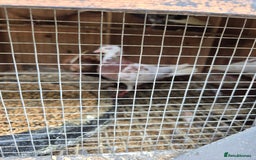 Pigeons birds for sale: Wolverhampton tumblers  - Image 3