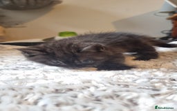 Persian cats for sale: Two loveable Persian kittens  - Image 7