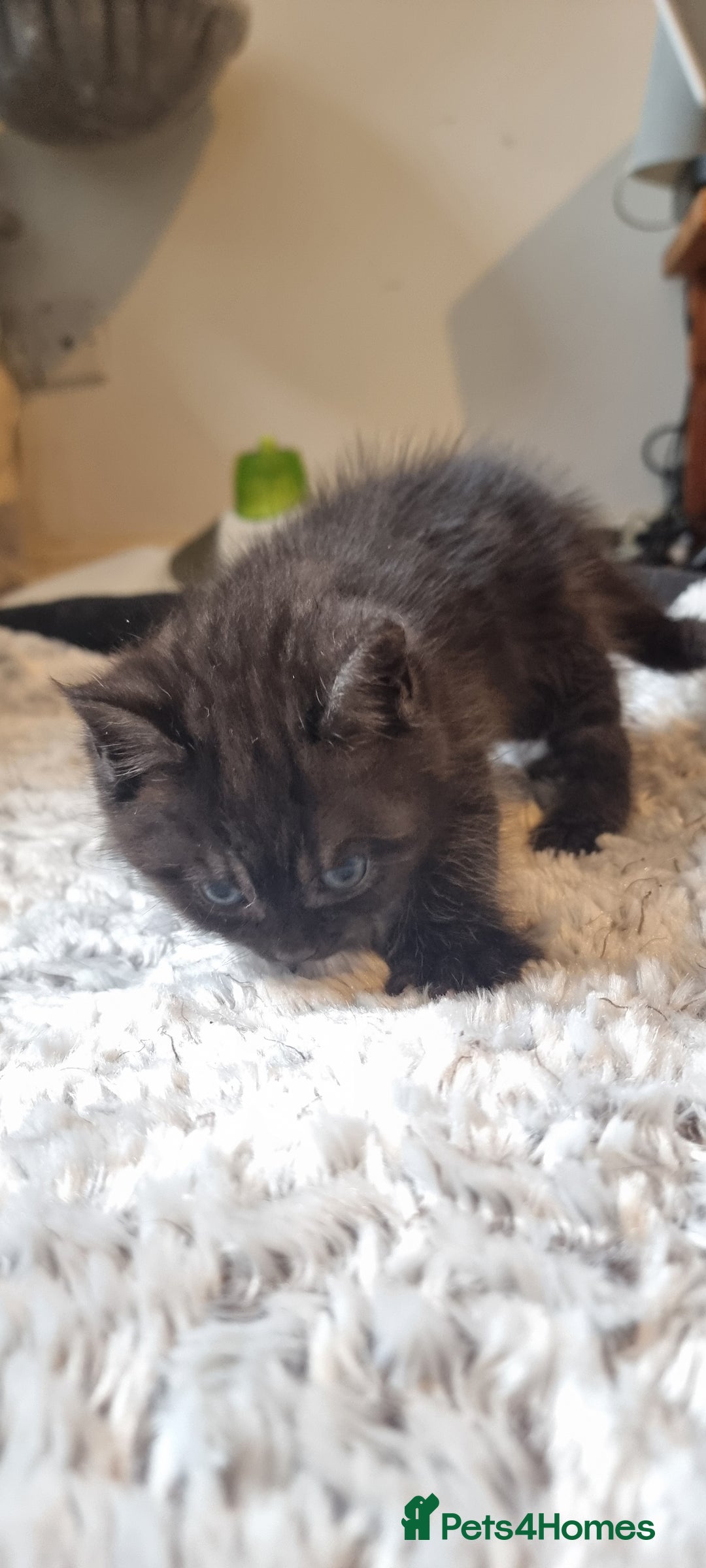 Persian cats for sale: Two loveable Persian kittens  - Image 7