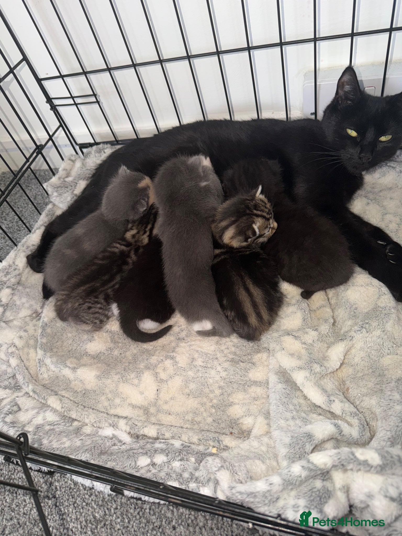 Mixed Breed cats Beautiful mixed kittens  - Advert 1