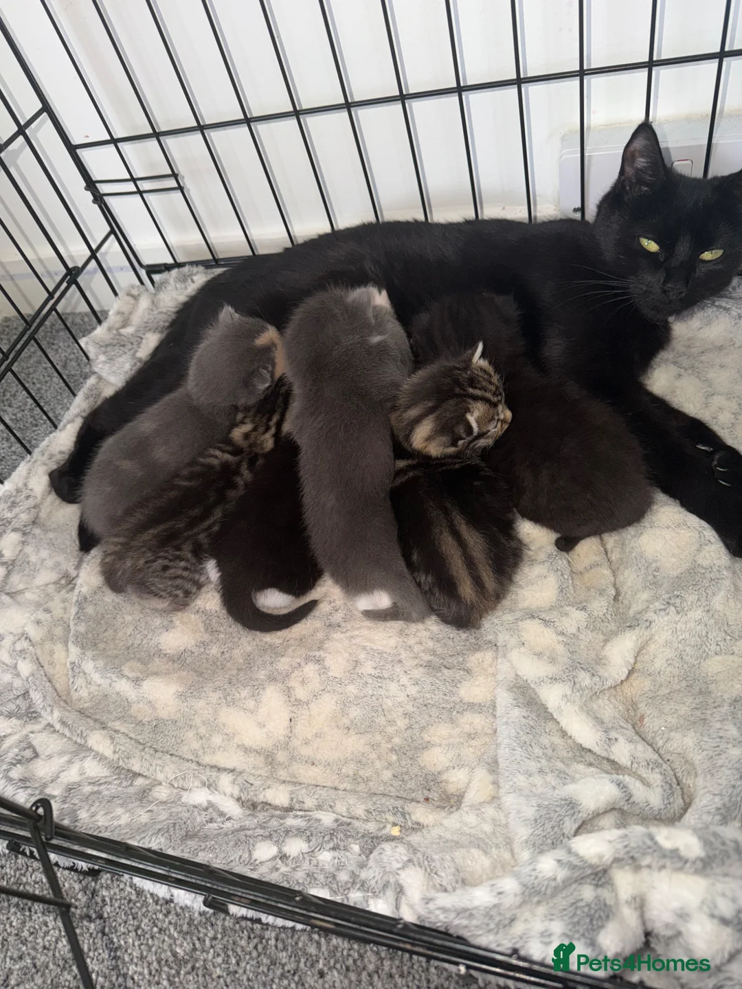 Mixed Breed cats for sale: Beautiful mixed kittens  - Advert 1