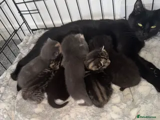 Mixed Breed cats Beautiful mixed kittens - Advert 1