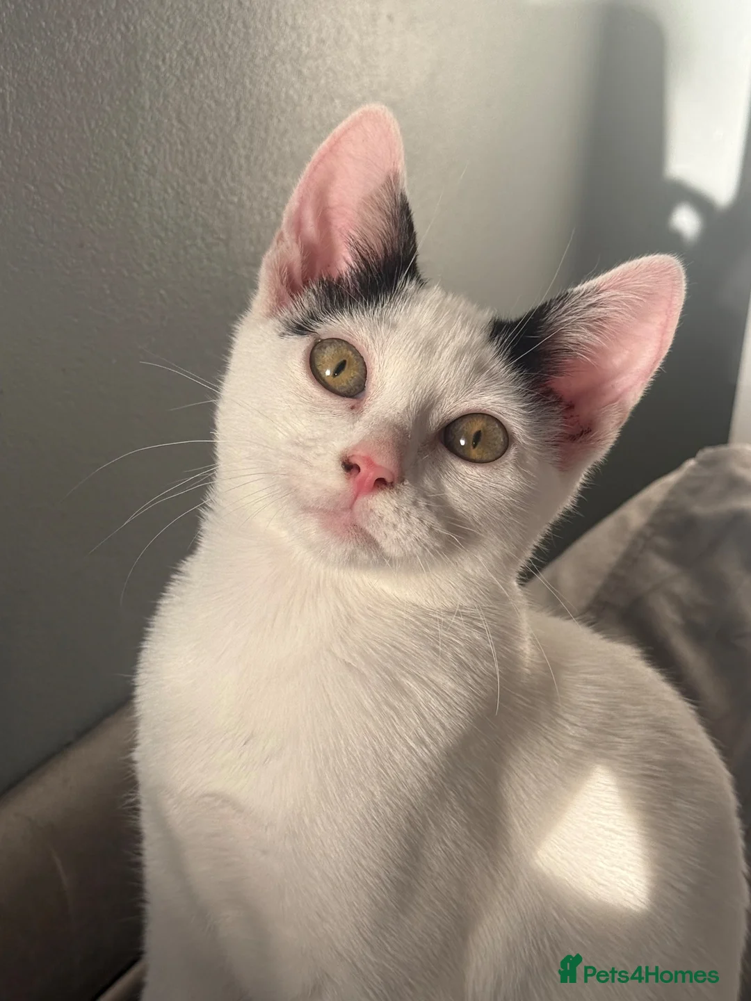 Mixed Breed cats for sale: 2 beautiful males needs to be rehomed - Advert 2