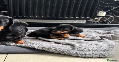 Dachshund dogs Miniature dachshund boy READY NOW - Advert 8