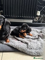 Dachshund dogs Miniature dachshund boy READY NOW - Advert 8