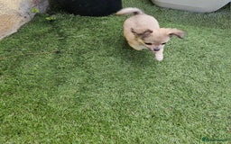 Chihuahua dogs for sale: Long coat Stunning K.C Reg. Puppies **READY NOW** - Image 19