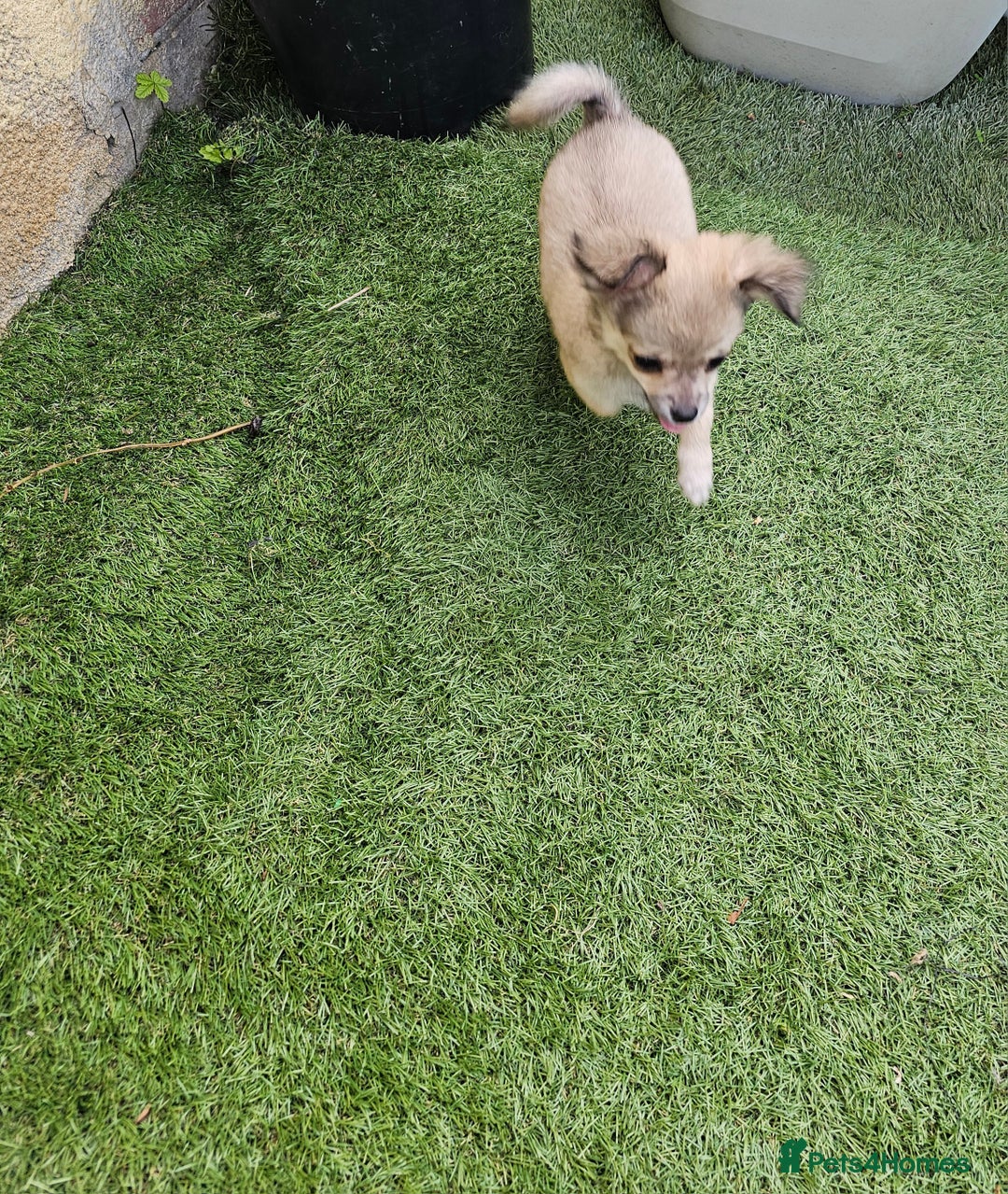 Chihuahua dogs for sale: Long coat Stunning K.C Reg. Puppies **READY NOW** - Image 19