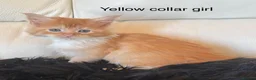 Maine Coon cats for sale: Beautiful Red Maine coone babies  - Advert 9