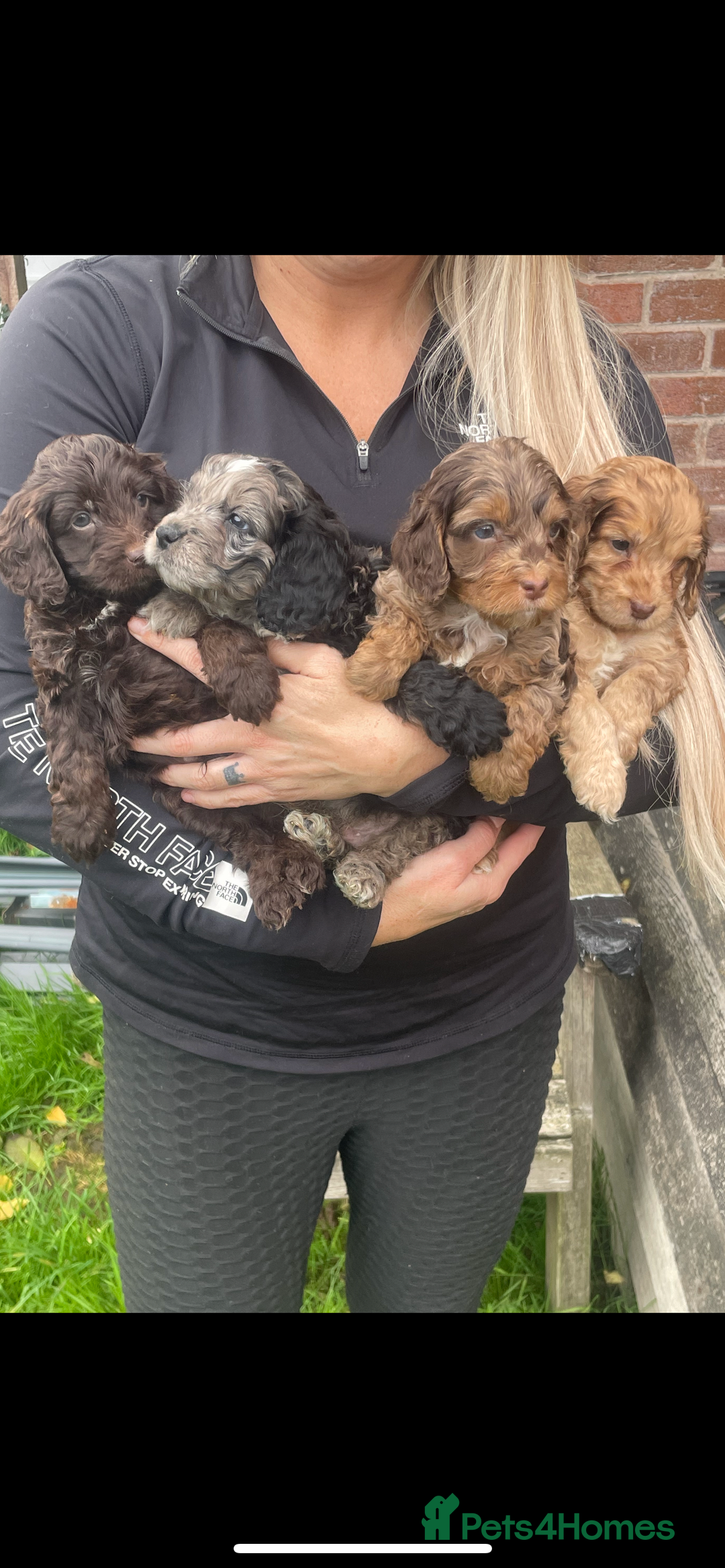 Cavapoo dogs for sale: Cavapoos boys and girls  - Image 7