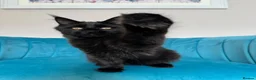 Maine Coon cats for sale: TICA Pedigree Registered Maine Coon Kittens - Advert 20