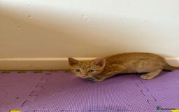 Domestic Shorthair cats for sale: 5 Kittens Looking For A Good Home - Image 15