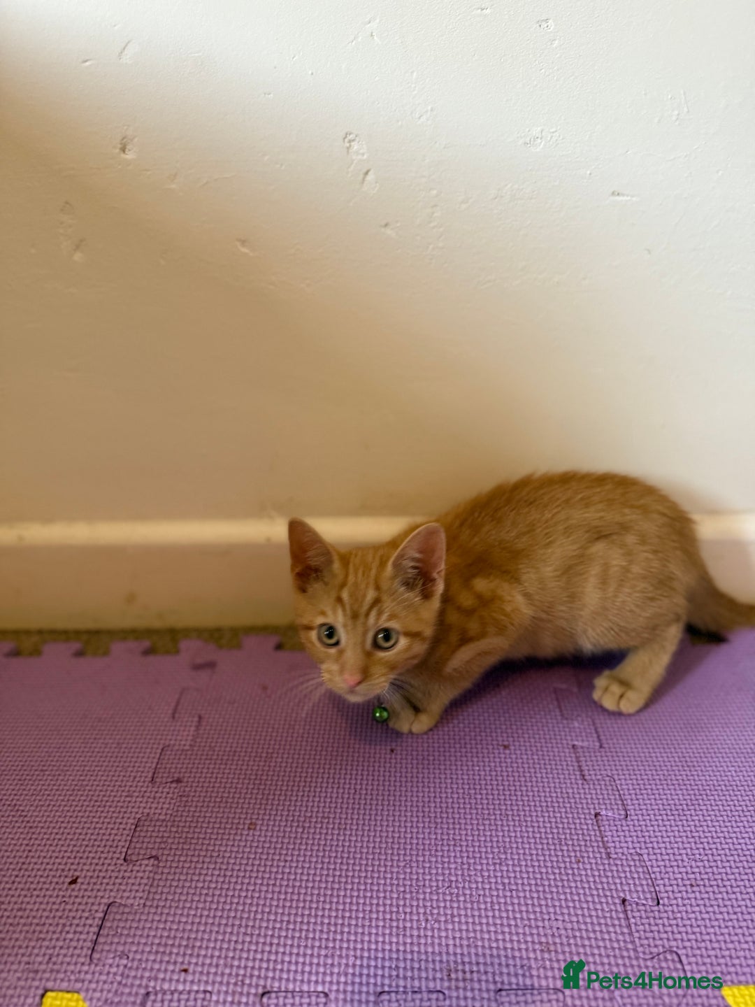 Domestic Shorthair cats for sale: 5 Kittens Looking For A Good Home - Image 15