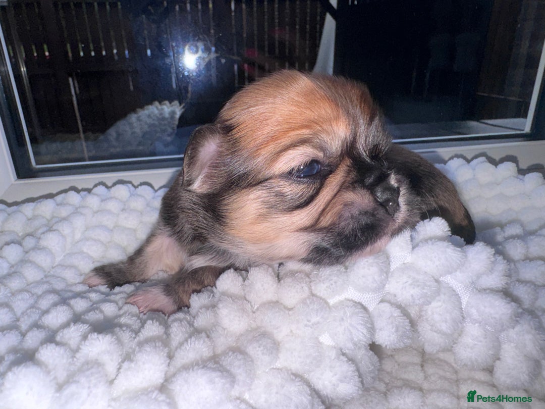 Mixed Breed dogs for sale: Tini Malchi puppies  - Image 12