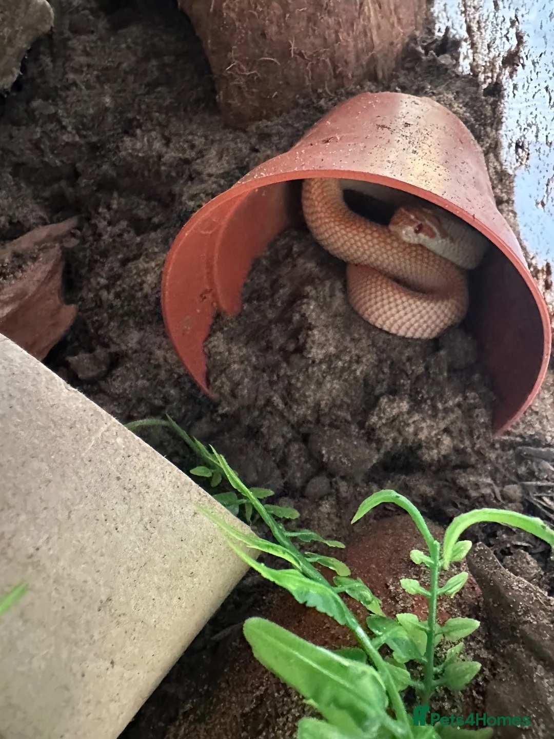 Python Snake reptiles for sale: purple line, extreme red, albino, hognose snake - Advert 7