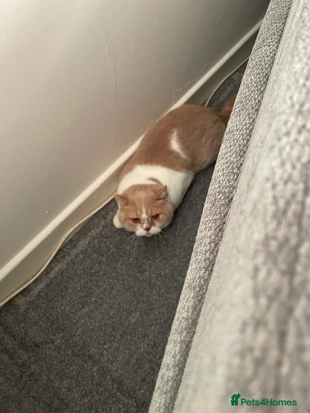 British Shorthair cats for stud: Harry for stud  in Folkestone - Advert 6