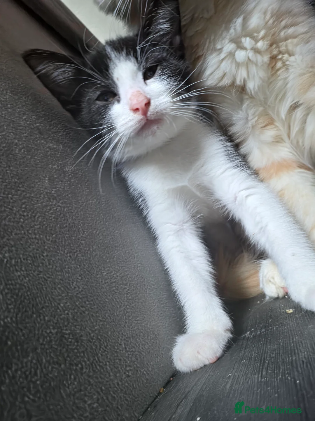 Domestic Shorthair cats for sale: ONLY 1 BOY LEFT  - Advert 2
