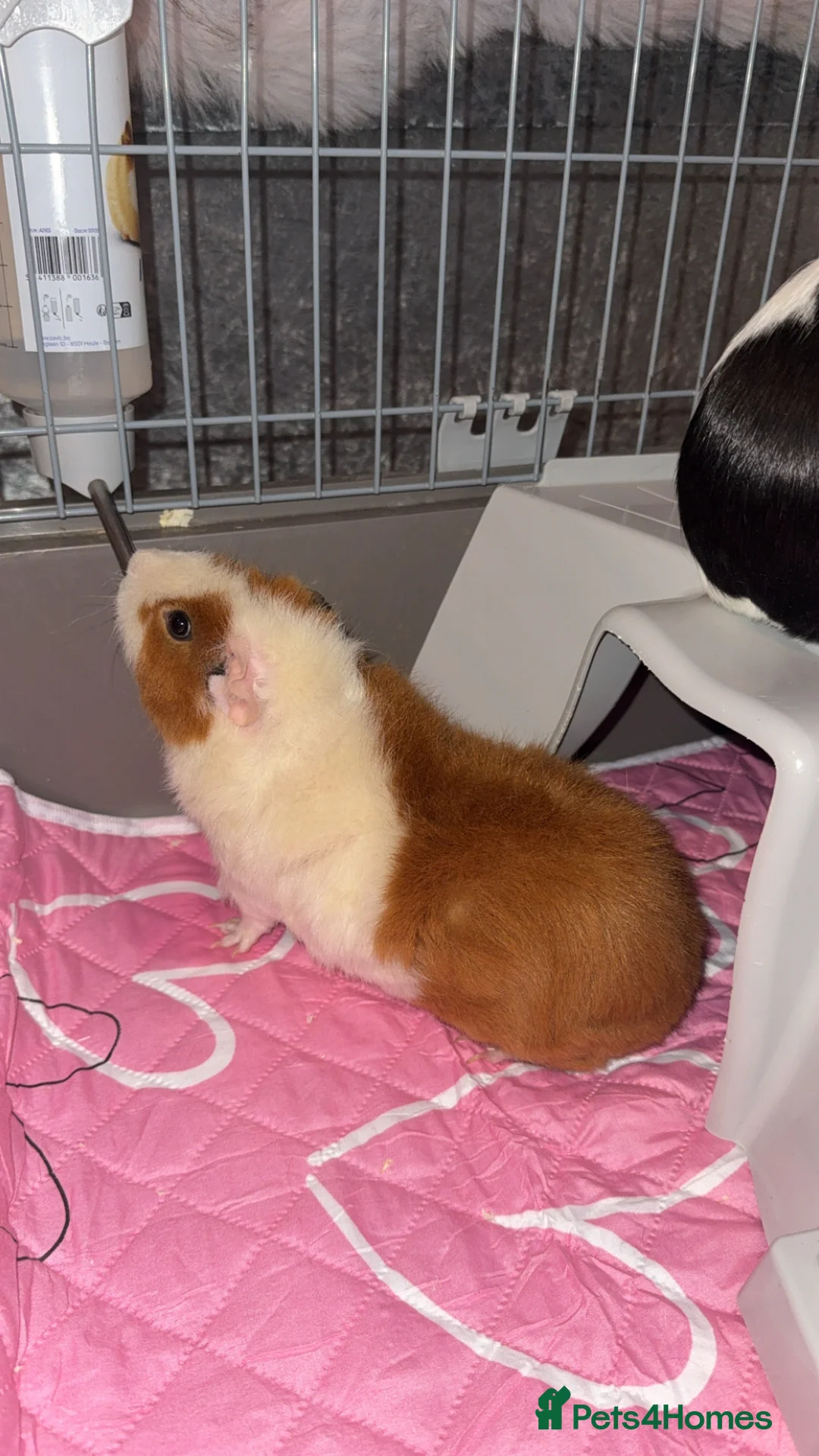 Guinea Pig rodents for sale: Guinea pigs female in Batley - Advert 4