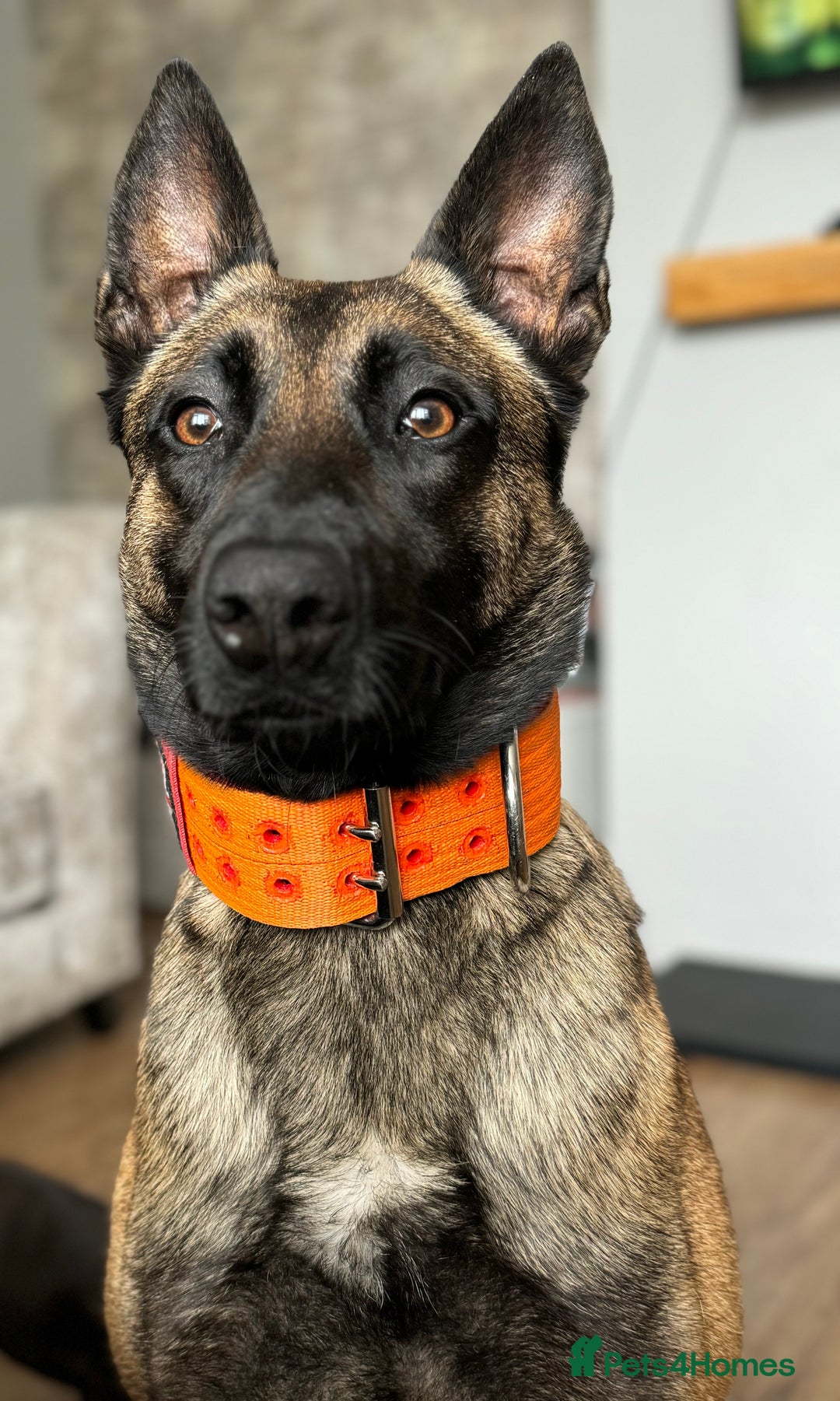 Belgian Shepherd Dog dogs for sale: Belgrum malinois for sale - Image 3