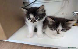 Maine Coon cats for sale: Maine coone cross  - Image 4