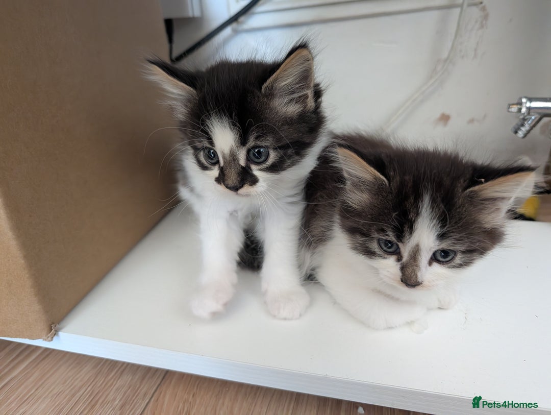 Maine Coon cats for sale: Maine coone cross  - Image 4