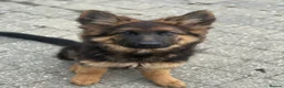 German Shepherd dogs for sale: Pure show line German Shepherd  - Advert 8