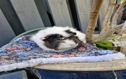 Guinea Pig rodents for sale: Beautiful abyssinian breed  - Image 4