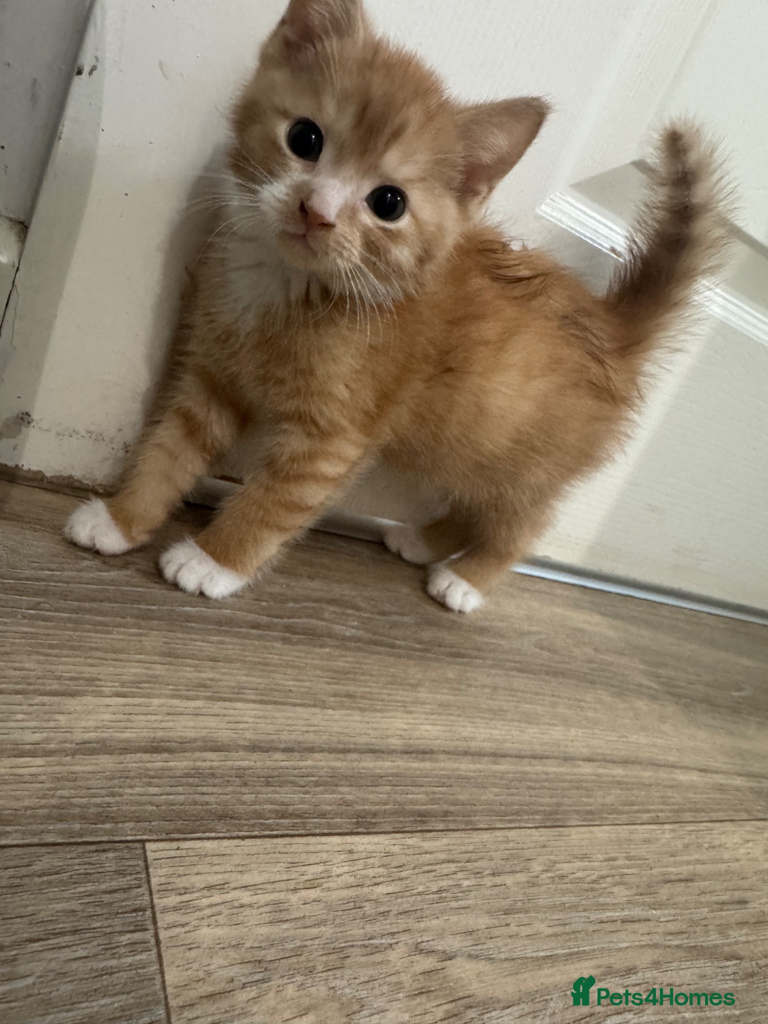 Mixed Breed cats 3 beautiful male kittens - Advert 9