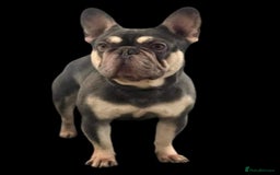 French Bulldog dogs for stud: Stud  - Image 5