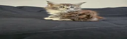 Maine Coon cats for sale: Beautiful TICA Purebred Maine Coon Kittens - Advert 14