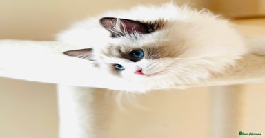 Ragdoll cats - Advert 2