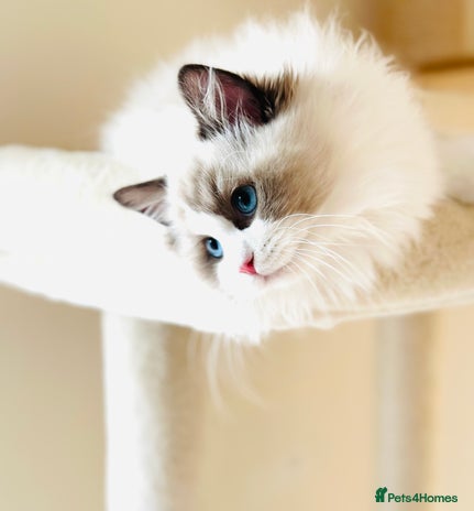 Ragdoll cats - Advert 1