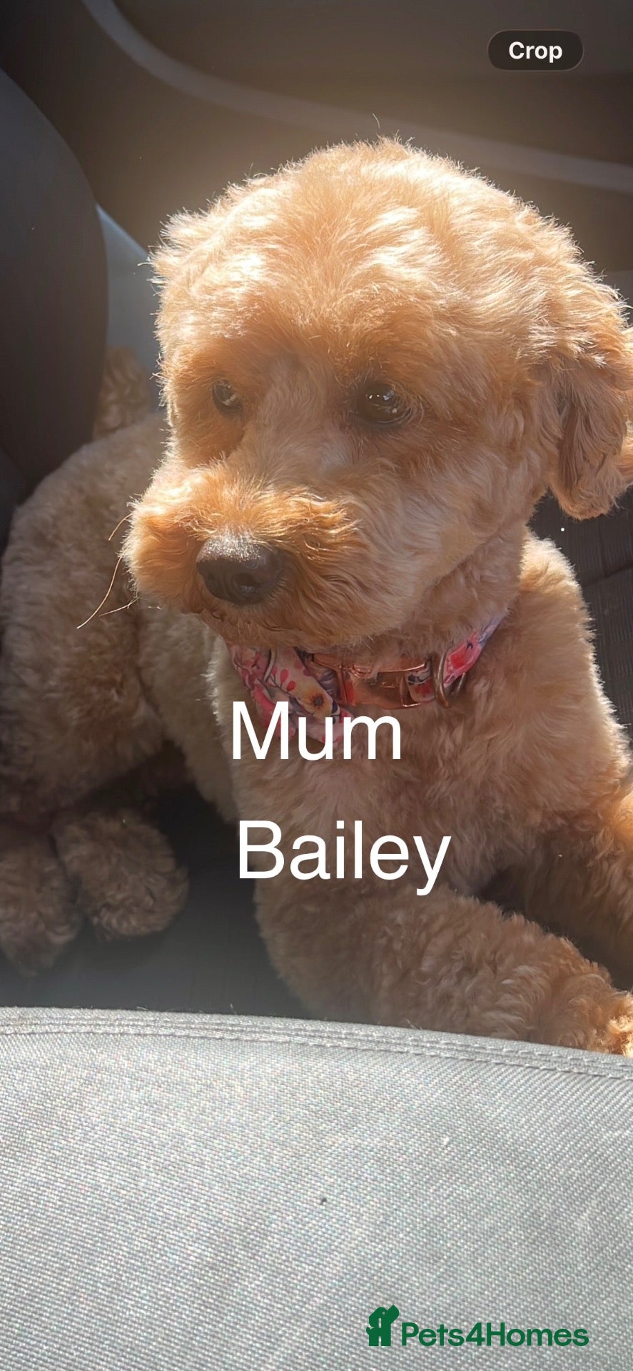 Cockapoo dogs F1b toy cockapoo for sale - Advert 1