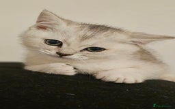 British Shorthair cats for sale: British Shorthair Kittens – Golden & Silver Shaded - Image 7