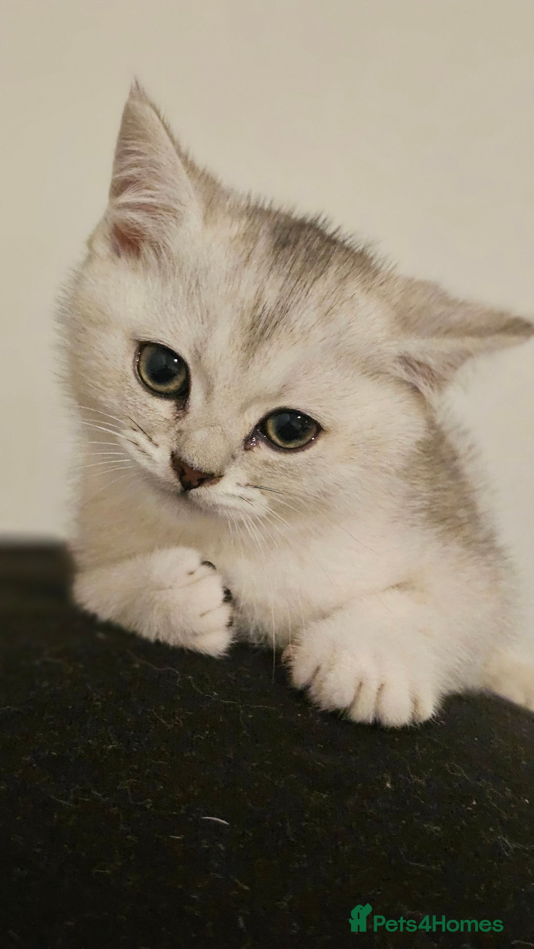 British Shorthair cats for sale: British Shorthair Kittens – Golden & Silver Shaded - Image 7