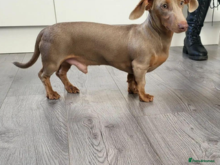 Miniature Dachshund dogs in Walsall - Advert 33