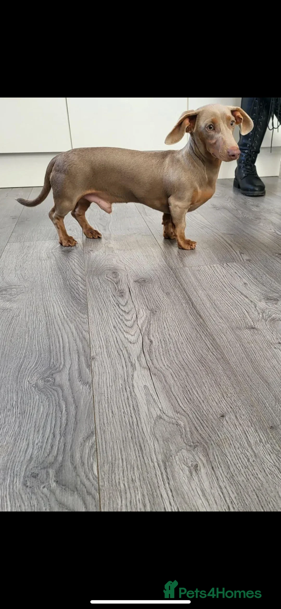 Miniature Dachshund dogs for stud: **Frankie the most handsome mini dachshund** in Walsall - Advert 1