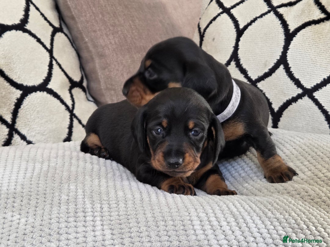Miniature Dachshund dogs for sale: Beautiful Pedigree Miniature Dachshund Puppies - Image 7