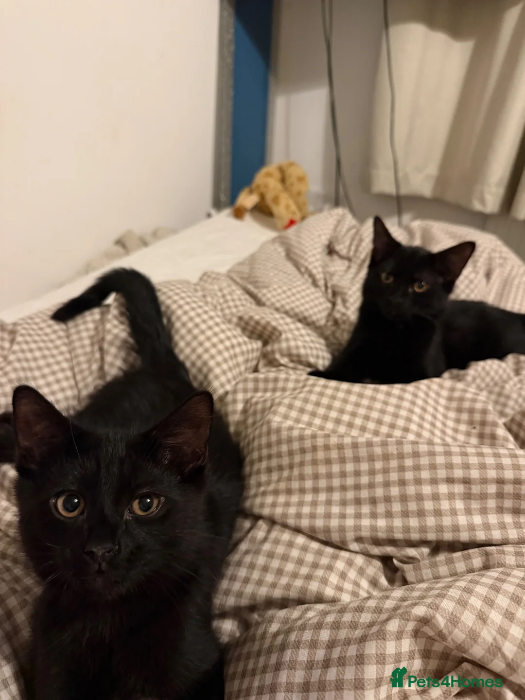 Mixed Breed cats for sale: Beautiful Black Mixed Breed Kittens - Advert 1
