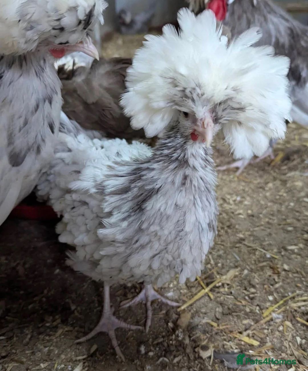 Chickens poultry for sale: Purebred Polish Poland Bantam Hatching Egg - Advert 5